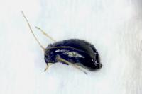Halticus apterus