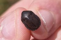 Eurygaster austriaca