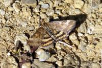 Pyrausta despicata despicata