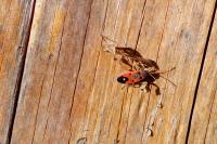 Melanocoryphus albomaculatus