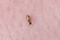 Psammoecus bipunctatus