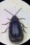 Galeruca tanaceti