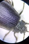 Galeruca tanaceti