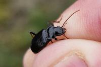 Nebria salina