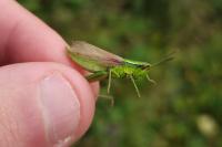 Euthystira brachyptera brachyptera