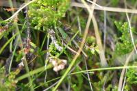 Metrioptera brachyptera