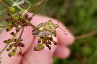 Carpocoris purpureipennis