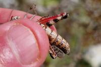 Calliptamus barbarus
