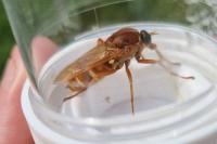 Coenomyia ferruginea