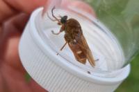 Coenomyia ferruginea
