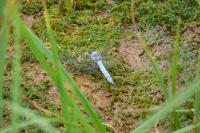 Orthetrum brunneum