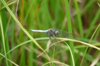 Orthetrum coerulescens