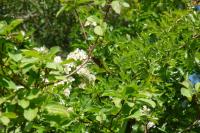 Epitheca bimaculata