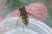 Helophilus pendulus