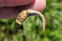 Sympetrum meridionale