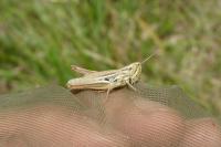 Euchorthippus declivus
