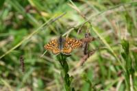 Euphydryas aurinia aurinia