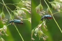 Malachius bipustulatus
