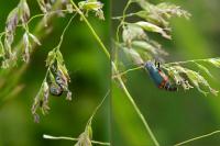 Malachius bipustulatus