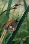 Coenonympha glycerion