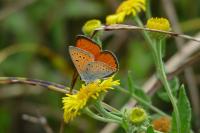 Lycaena dispar