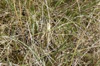 Euchorthippus declivus