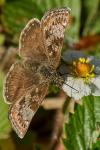 Erynnis tages