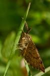 Ematurga atomaria