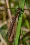 Pyrrhosoma nymphula