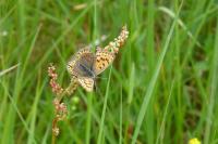 Lycaena tityrus