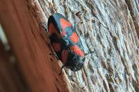 Cercopis vulnerata