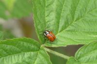 Cryptocephalus octopunctatus