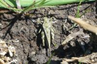 Tetrix bolivari