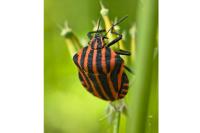 Graphosoma italicum