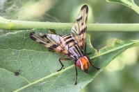 Otites porcus