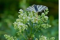 Iphiclides podalirius