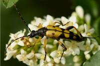 Rutpela maculata