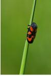 Cercopis vulnerata