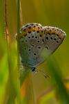 Plebejus argus