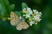 Ematurga atomaria