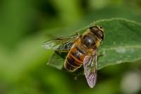 Eristalis tenax