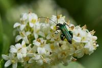 Oedemera nobilis