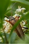 Stenocorus meridianus