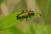 Chrysanthia viridissima