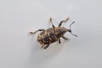 Hylobius abietis