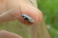 Dascillus cervinus
