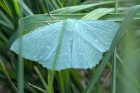Geometra papilionaria