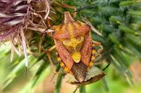 Carpocoris purpureipennis
