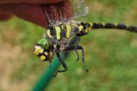 Cordulegaster bidentata