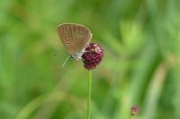 Phengaris nausithous
